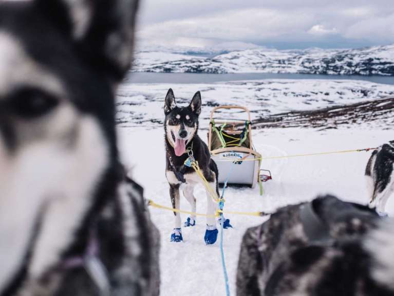 Ein husky-hund zieht einen schlitten im schnee