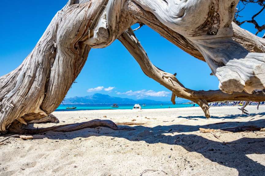 Blick auf einen Strand durch einen Baumstamm