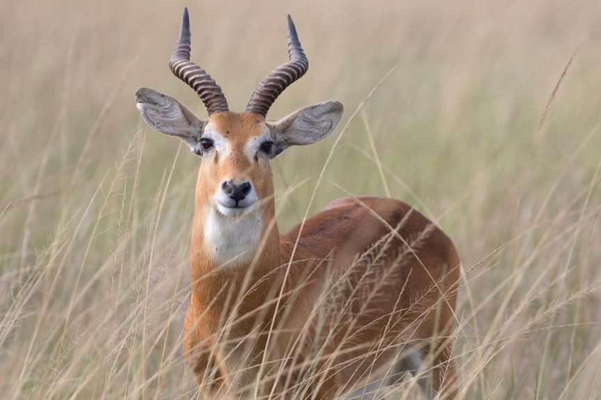 Ein Impala steht im hohen Gras und schaut in die Kamera