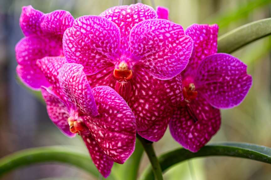Ein Strauß leuchtend pinker Orchideen mit weißen Sprenkeln ist auf einem unscharfen, grünen Hintergrund zu sehen.