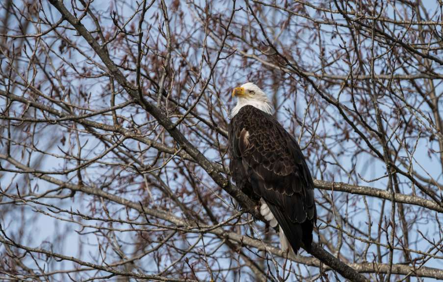 Ein Weißkopfseeadler sitzt auf einem Ast eines Baumes