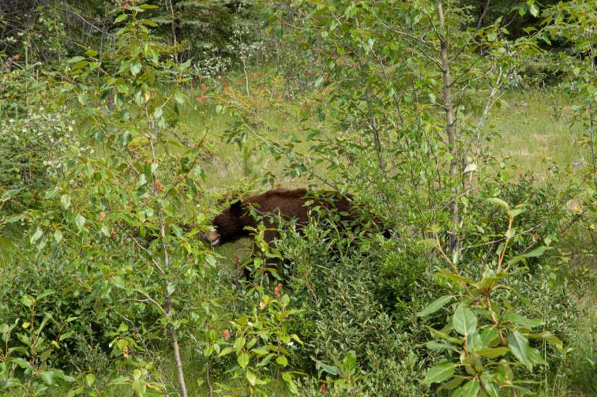 Grizzly am Straßenrand