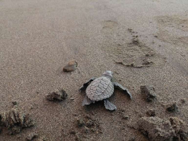 Eine kleine Schildkröte läuft durch den Sand am Strand