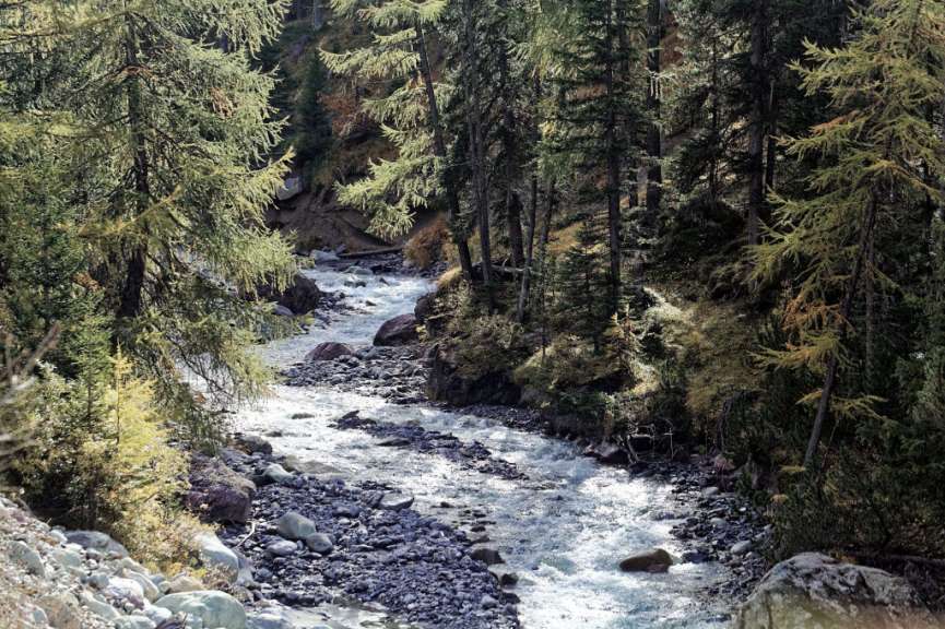Ein reißender Bergbach schlängelt sich durch einen felsigen Flusslauf, gesäumt von dichten Nadelwäldern.