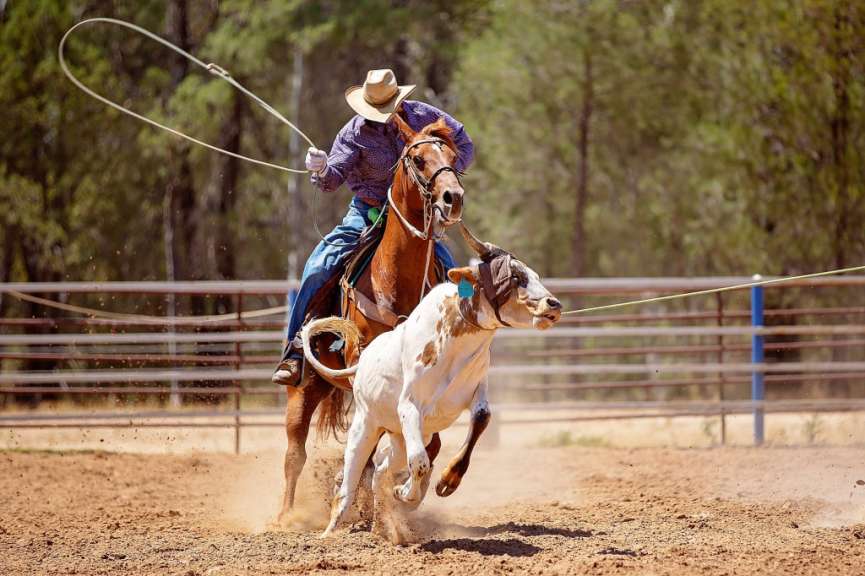 Ein Reiter auf einem braunen Pferd wirft in einem Rodeo mit einem Lasso ein geschecktes Kalb.
