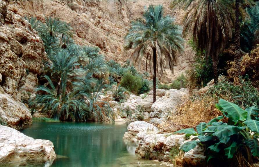 Ein Teich mit Palmen und Felsen im Hintergrund