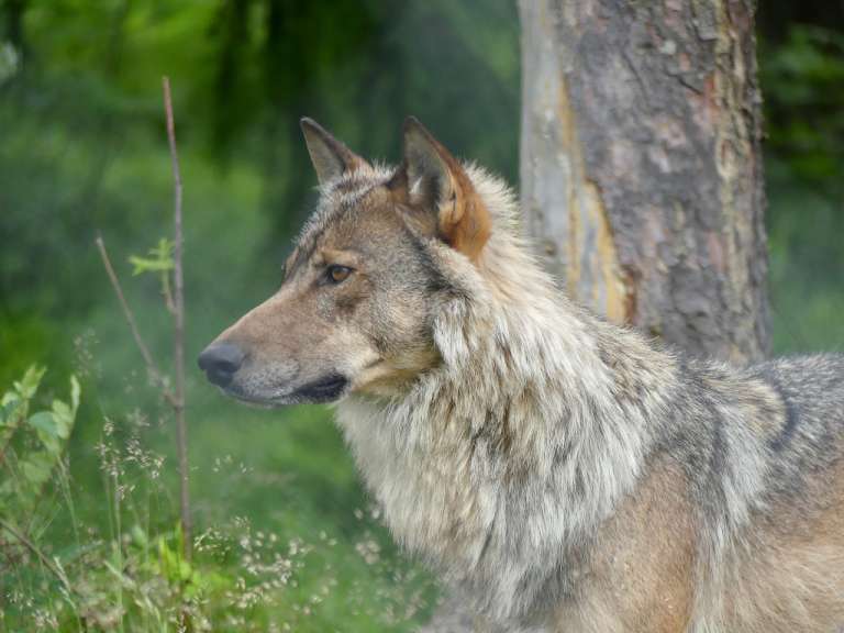 Ein grauer Wolf steht vor einem Baum