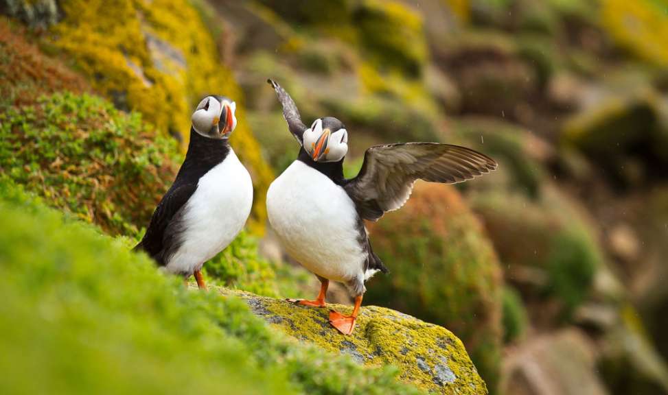 Zwei Puffins stehen auf einem Felsen mit ihren Flügeln ausgestreckt