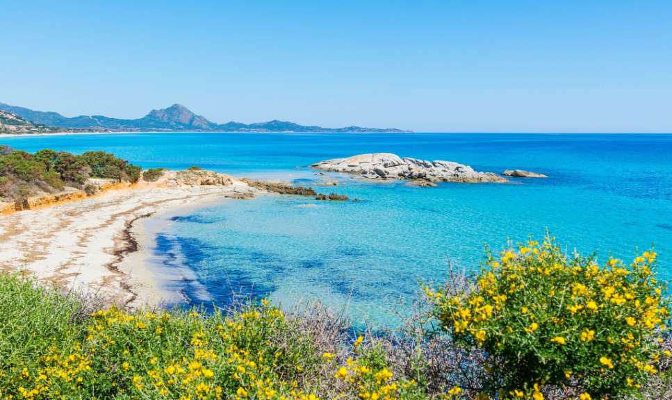Ein Strand mit blauem Wasser und gelben Blumen im Vordergrund