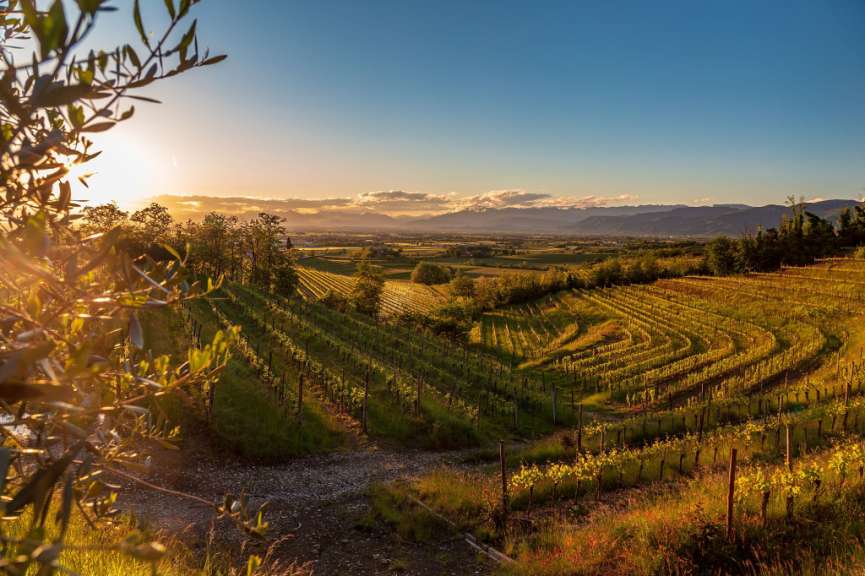 Sonnenuntergang über einem Weinberg mit Bergen im Hintergrund
