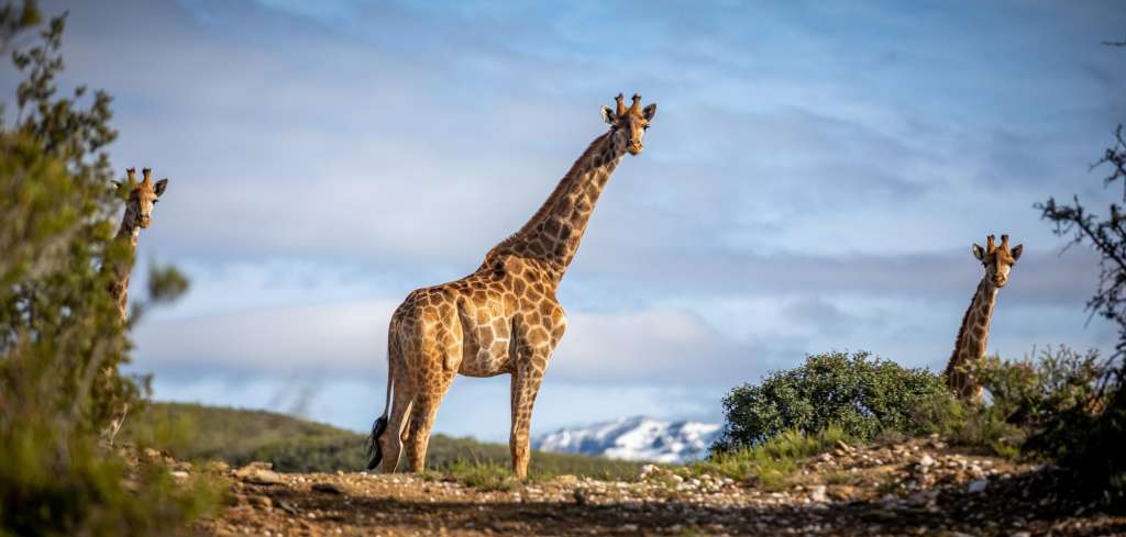 Drei Giraffen stehen auf einem Feld mit Bergen im Hintergrund