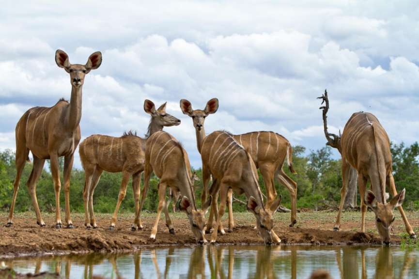Eine Herde Kudu-Antilopen trinkt an einem Gewässer, mit einem baumbestandenen Hintergrund unter einem bewölkten Himmel.