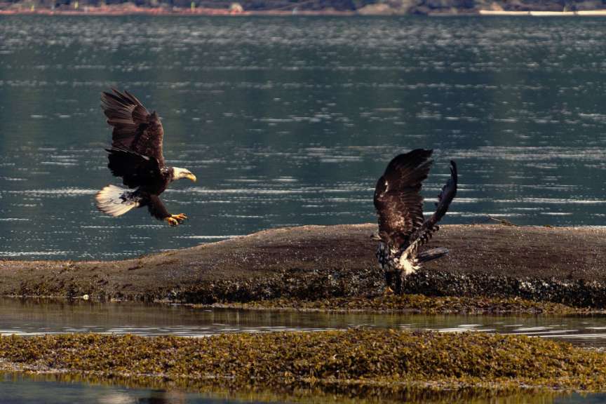 Ein Weißkopfseeadler fliegt über einen Felsen ins Wasser