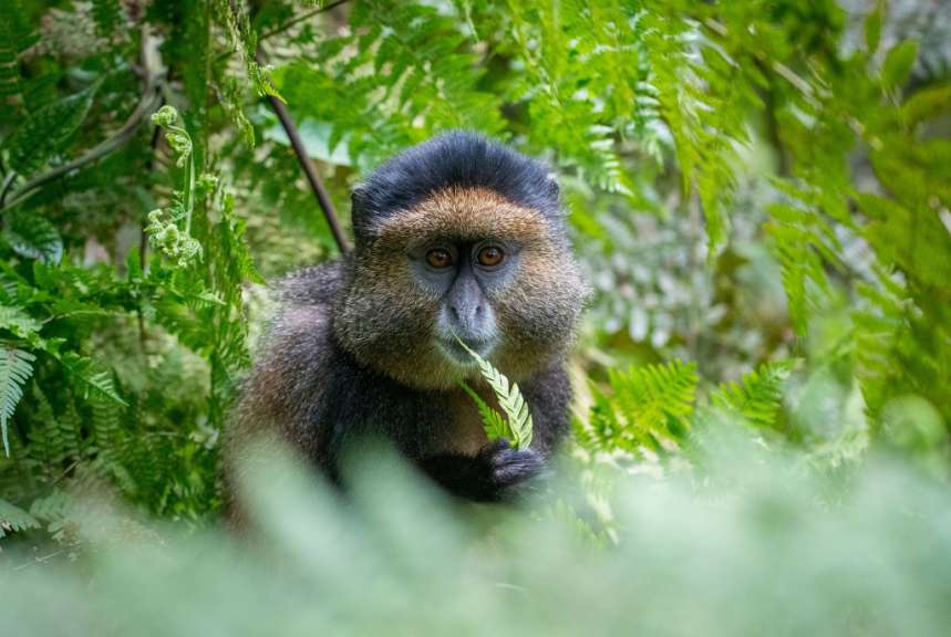 Ein Affe hält ein Blatt in der Hand und schaut in die Kamera
