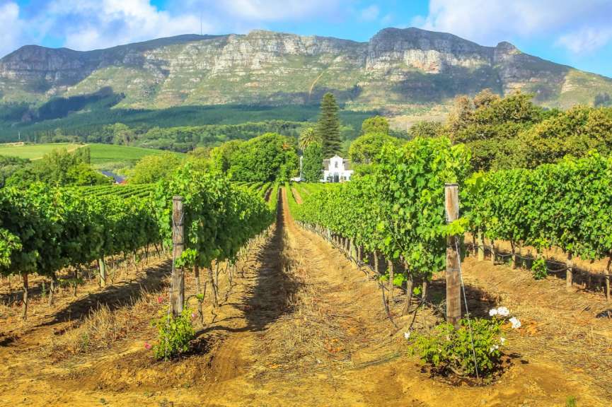 Ein Weinberg mit Bergen im Hintergrund