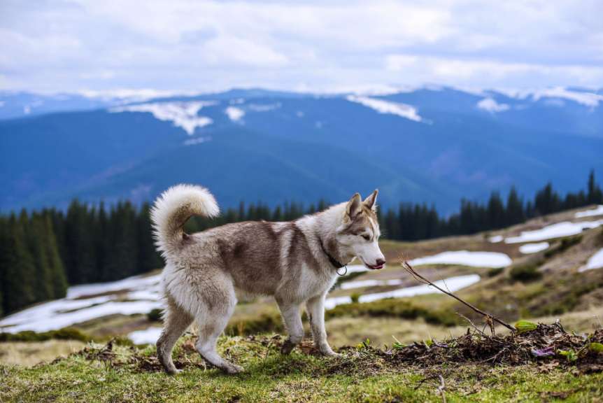 Ein husky steht auf einem grasbewachsenen hügel mit schneebedeckten bergen im hintergrund