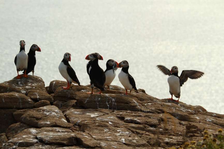 Eine Gruppe von Puffins steht auf einem Felsen