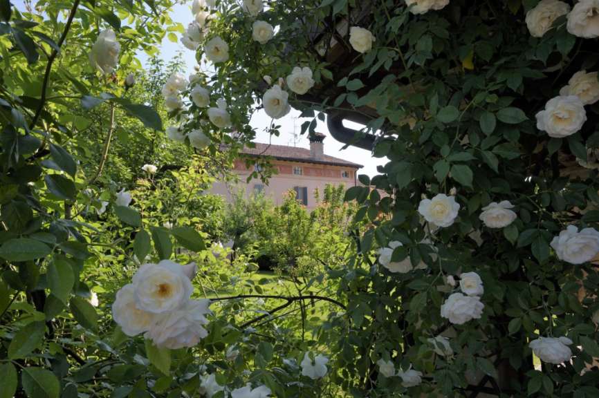 Weiße Rosen überwuchern eine Pergola vor einem Gebäude im Sonnenlicht.