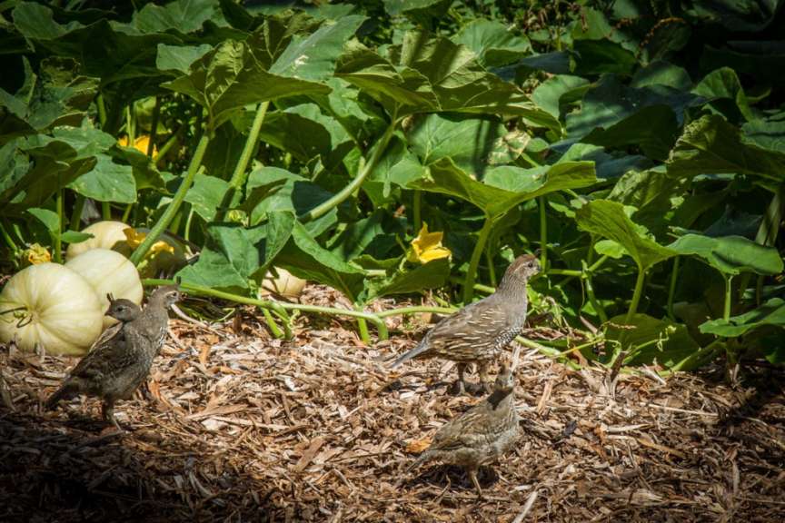 Ein paar Vögel stehen in einem Garten neben Kürbissen