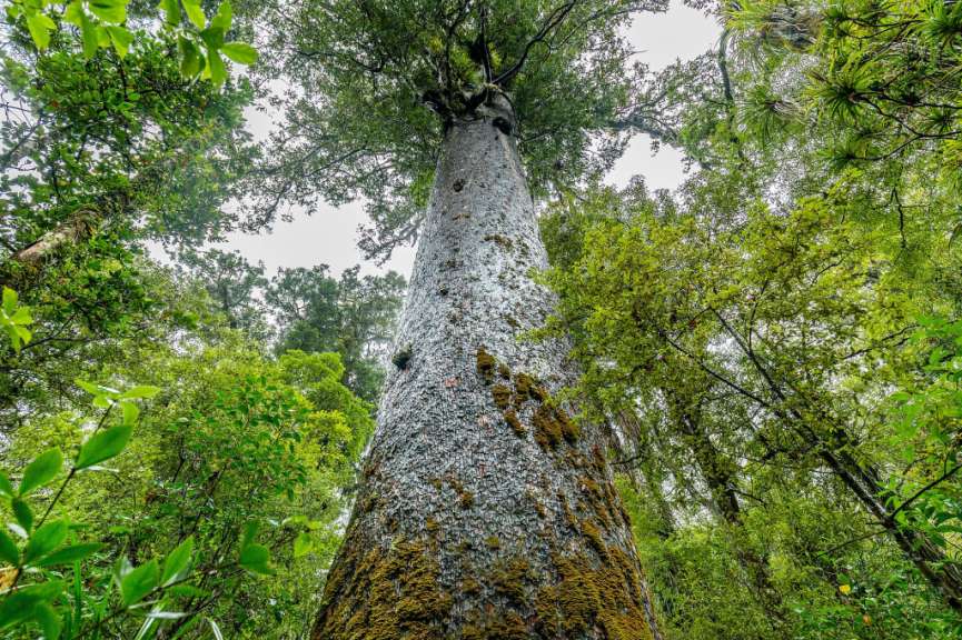 Dem legendären Urwaldriesen gewidmet: Kauri Baum