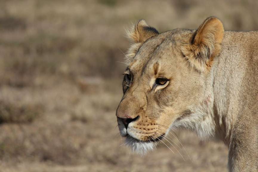 Löwin im Amakhala Game Reserve