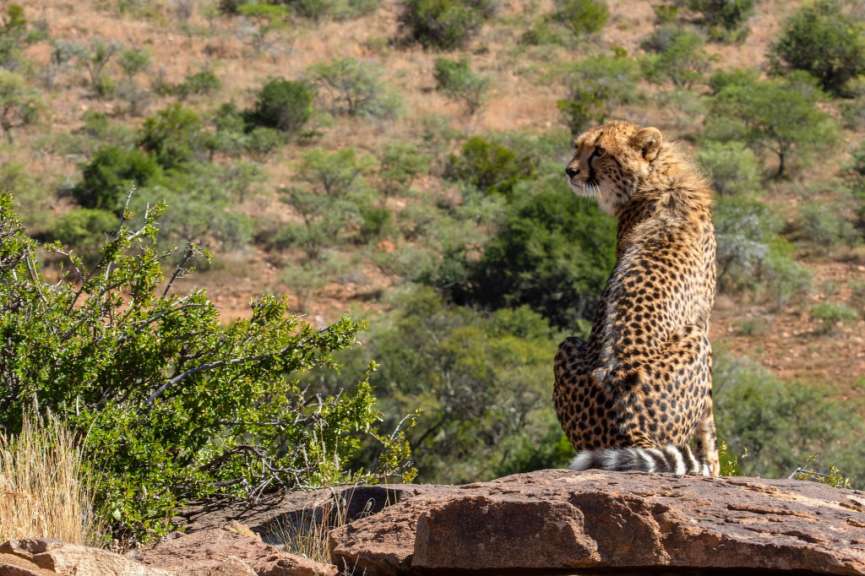 Ein Gepard sitzt auf einem Felsen mit Blick auf eine hügelige, mit Büschen bewachsene Landschaft.