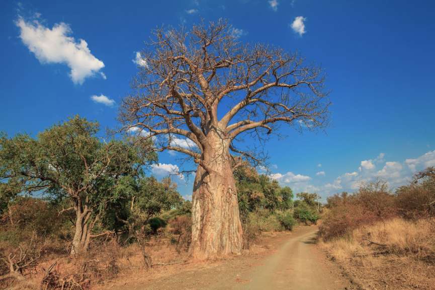 Ein Baum ohne Blätter steht an einem Feldweg