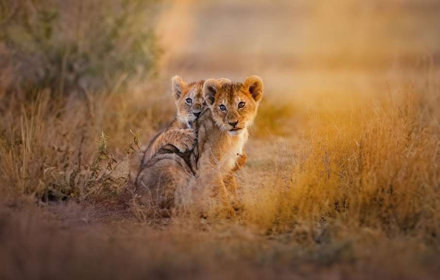 Zwei Löwenjungen sitzen nebeneinander im hohen Gras