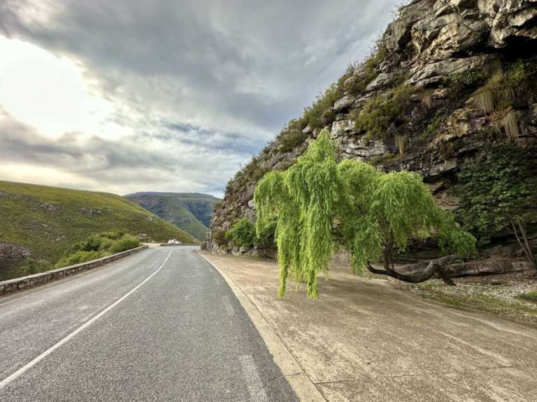 Eine Straße mit einem Baum an der Seite und einem Berg im Hintergrund