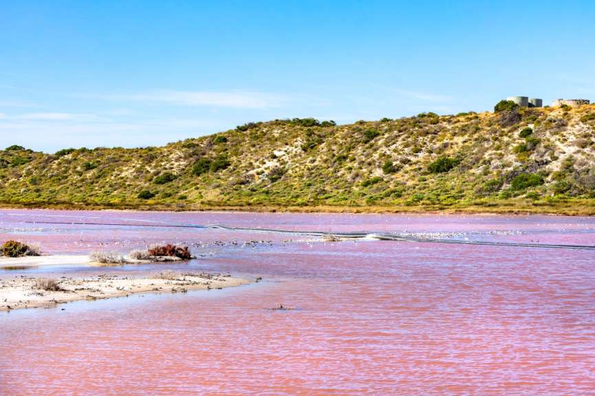 Eine rosafarbene Salzwasserlagune mit einer bewachsenen Hügelkette im Hintergrund und vielen Vögeln im Wasser.