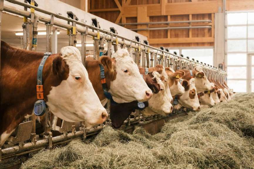 Eine Gruppe von Kühen mit Halsbändern frisst Heu in einem Stall.