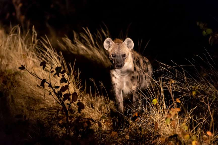 Eine Nahaufnahme einer Hyena in der Dunkelheit