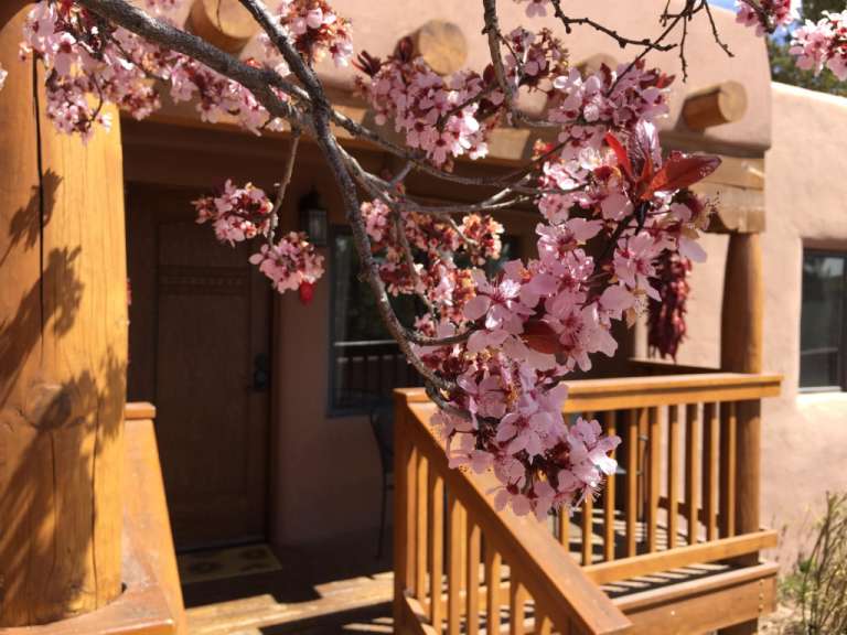 Ein Baum mit rosa Blüten steht vor einem Haus