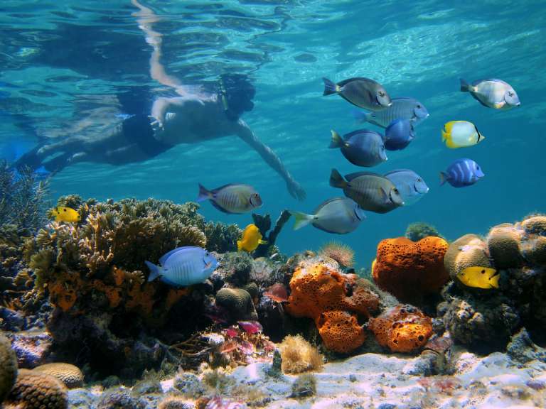 Ein Mann schnorscht in einem Korallenriff mit vielen Fischen