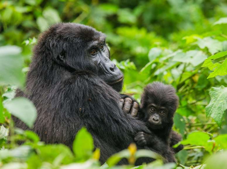 Ein Gorilla hält ein Baby in seinem Arm