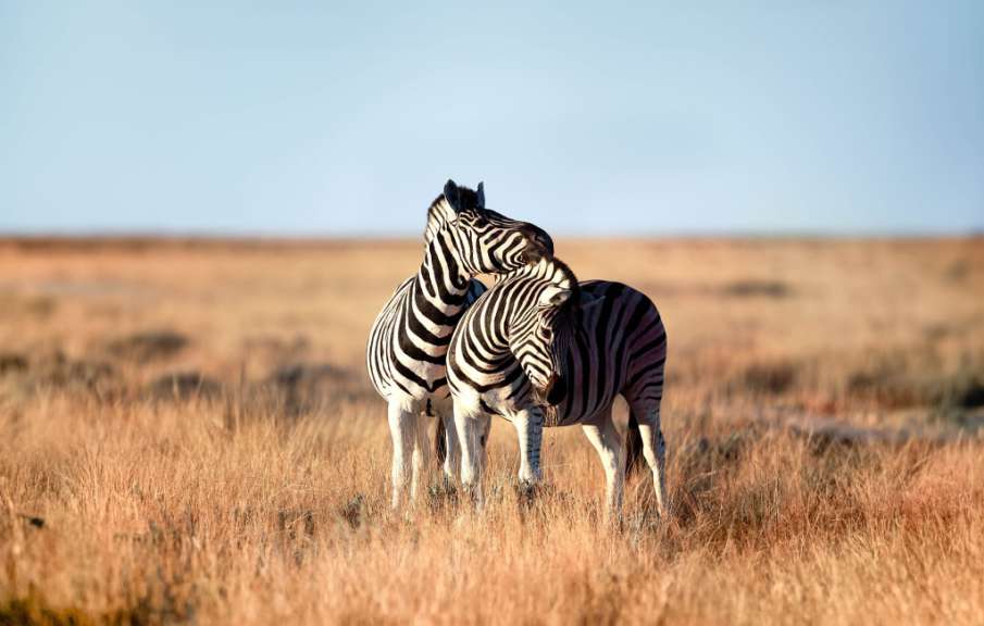 Zwei Zebras stehen nebeneinander in einem Feld
