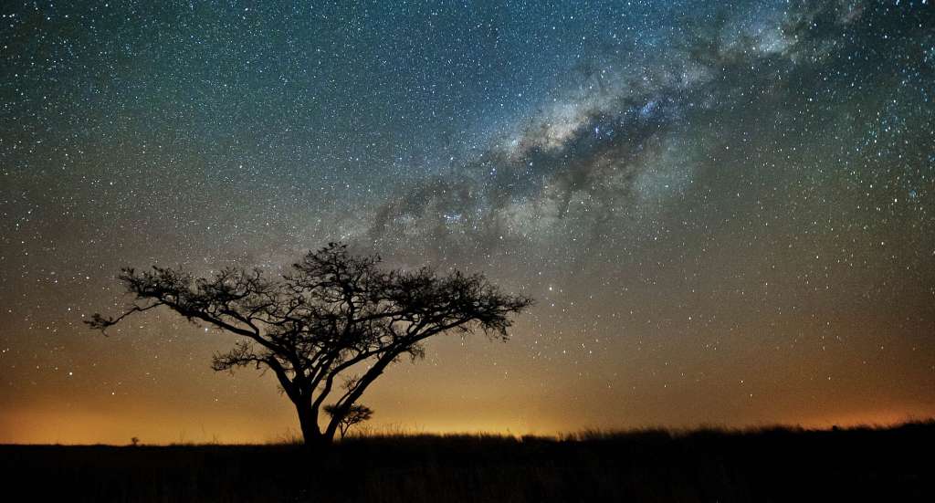 Eine Silhouette eines Baumes vor einem Sternenhimmel