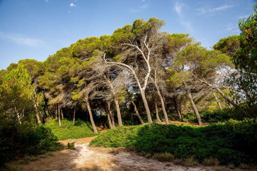 Feuchtgebiet: Naturpark S'Albufera