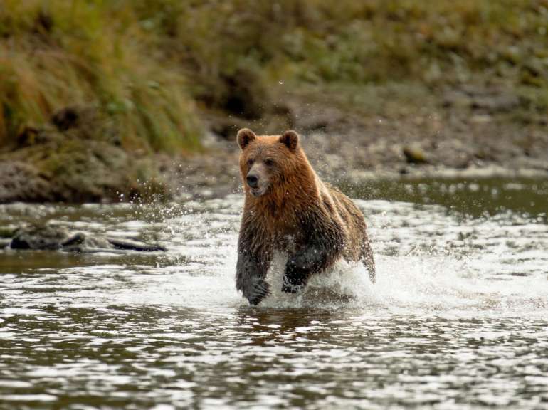 Ein Bär läuft durch einen Fluss