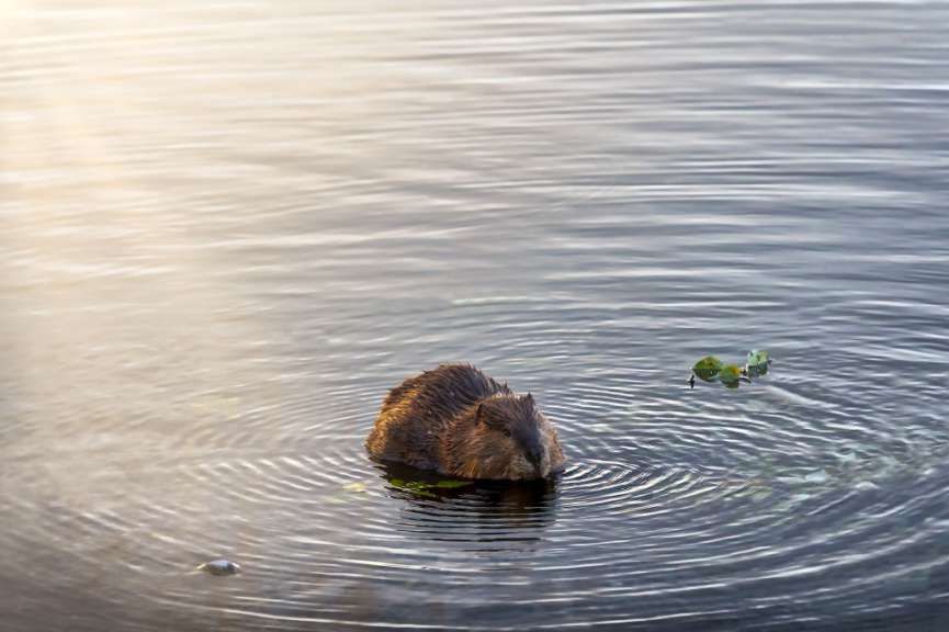 Ein Biber schwimmt im Wasser in der Nähe von einigen Seerosenblättern.