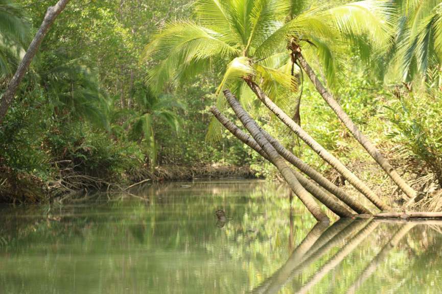 Eine Gruppe von Palmen steht neben einem Fluss
