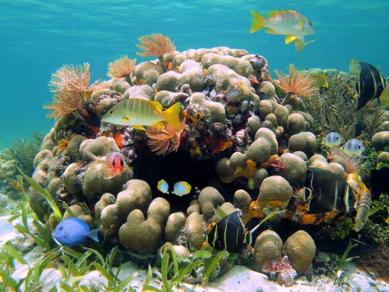 Eine Gruppe von Fischen schwimmt um einen Korallenriff