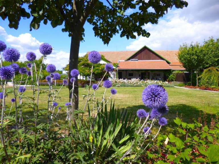 Ein Garten mit lila Blumen und einem Gebäude im Hintergrund