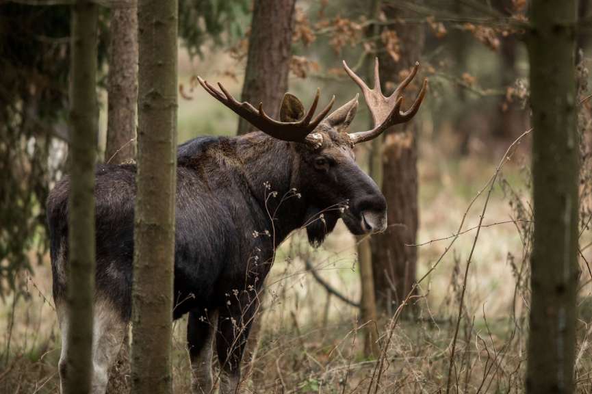 Ein Elch steht zwischen zwei Bäumen im Wald