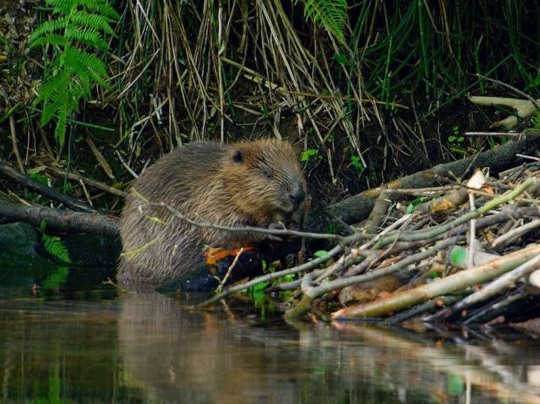 Ein Biber sitzt im Wasser neben einem Baumstamm