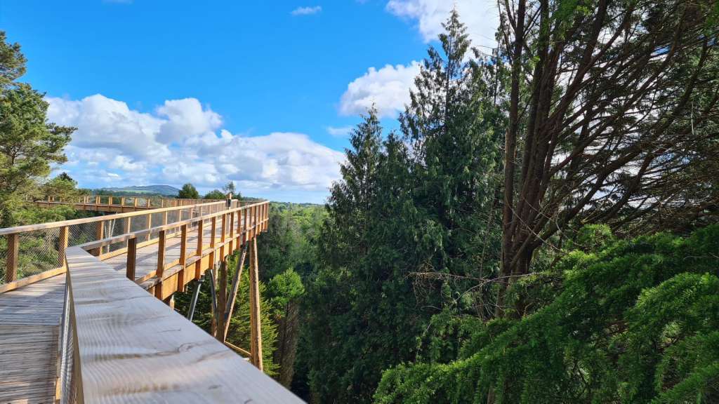 Ein Holzsteg führt durch einen Wald mit Bäumen