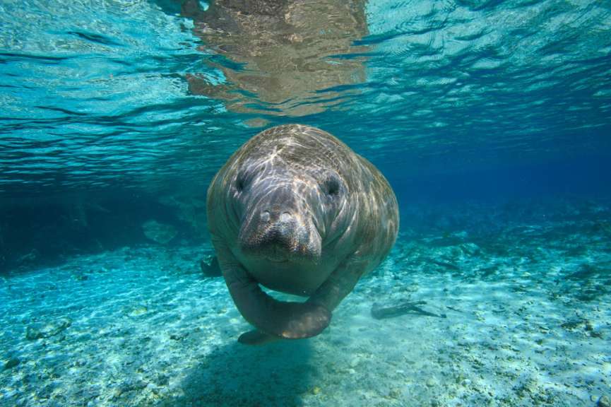 Ein Seelöwe schwimmt im Ozean und schaut in die Kamera