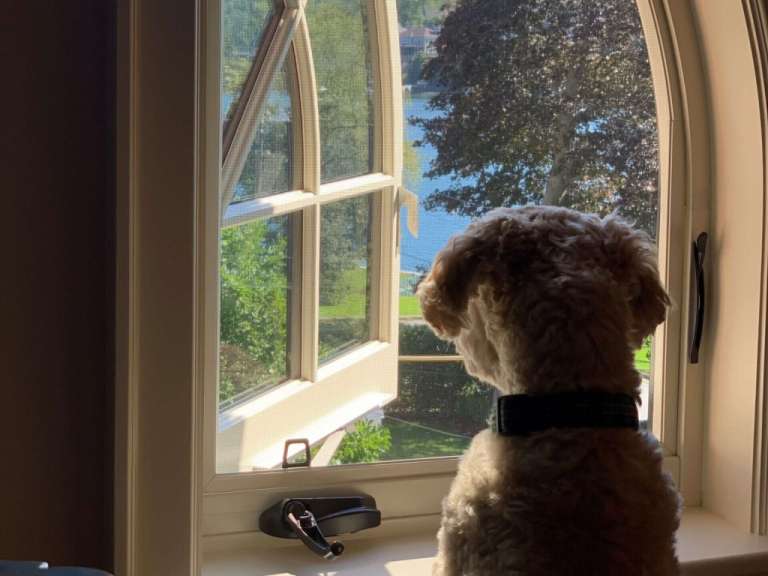 Ein Hund schaut aus einem Fenster auf einen See