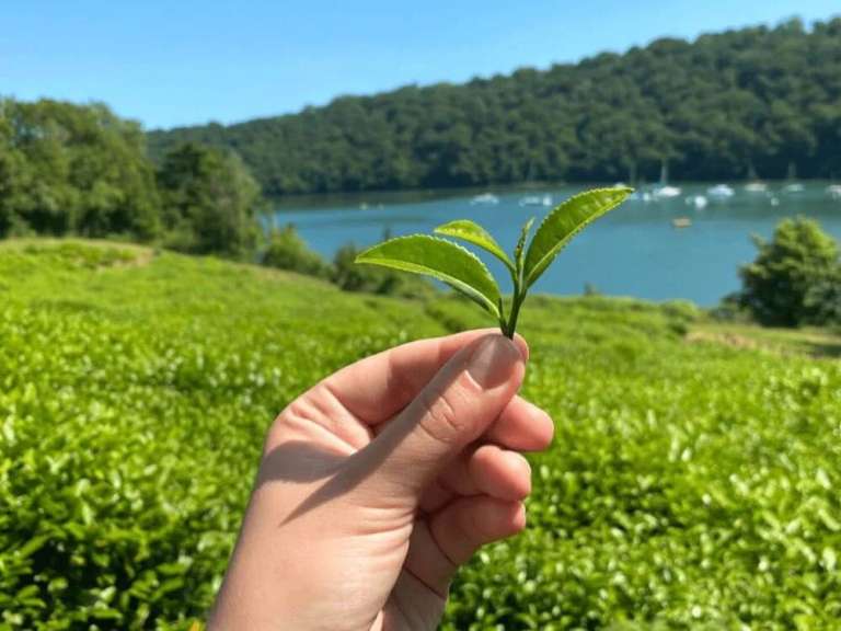 Eine Person hält ein kleines grünes Blatt in der Hand