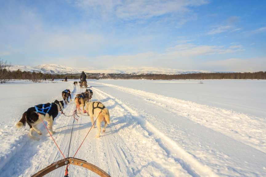 Eine Gruppe von Schlittenhunden zieht einen Mann durch einen schneebedeckten Feld